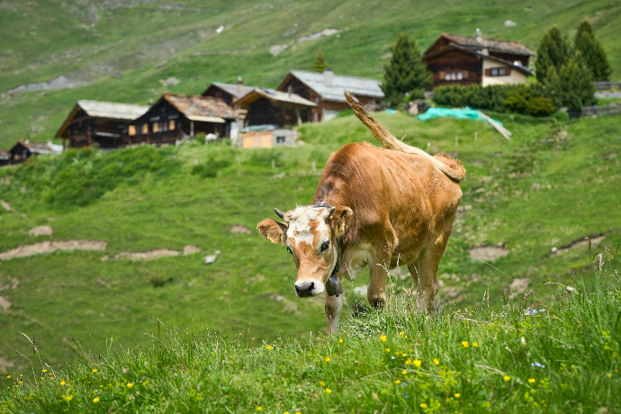 brown cattle on hill